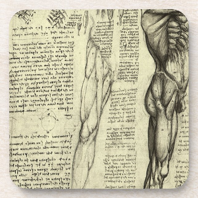 Leonardo da Vinci's Human Anatomy Male Muscles Coaster (Front)