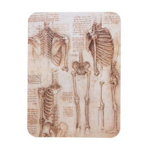 Leonardo da Vinci's Human Anatomy Skeleton Bones Magnet