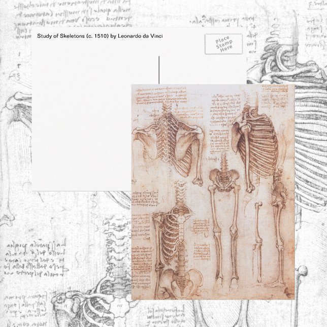 Leonardo da Vinci's Human Anatomy Skeleton Bones Postcard (Creator Uploaded)