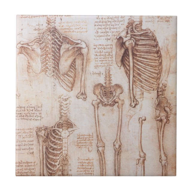 Leonardo da Vinci's Human Anatomy Skeleton Bones Tile (Front)