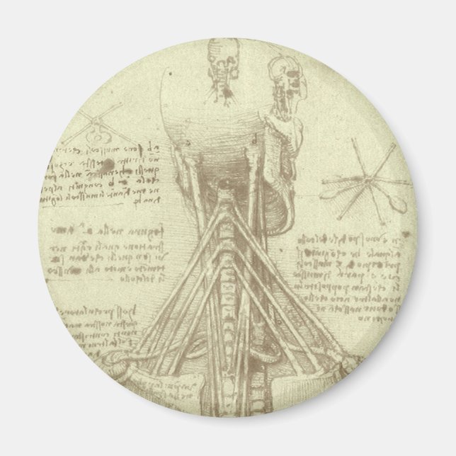 Leonardo da Vinci's Human Anatomy Spinal Column Magnet (Front)