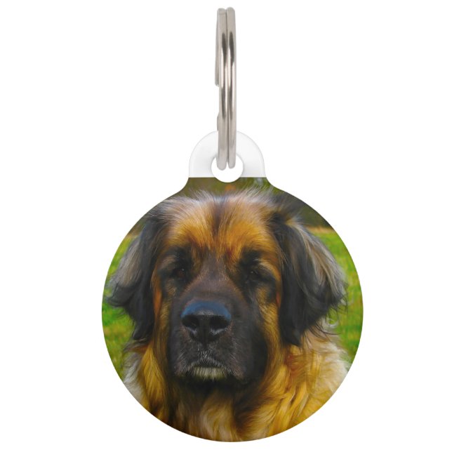 Leonberger Dog. Pet Tag (Front)