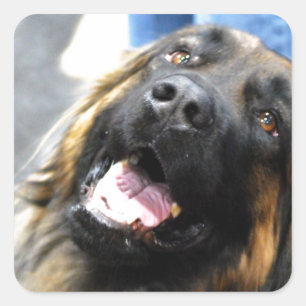 Leonberger  Stickers
