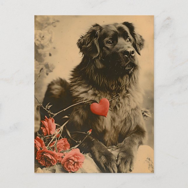 Leonberger Valentine's Day Vintage  Postcard (Front)