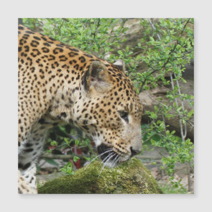Leopard20151003