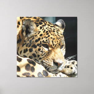 Leopard 004 canvas print