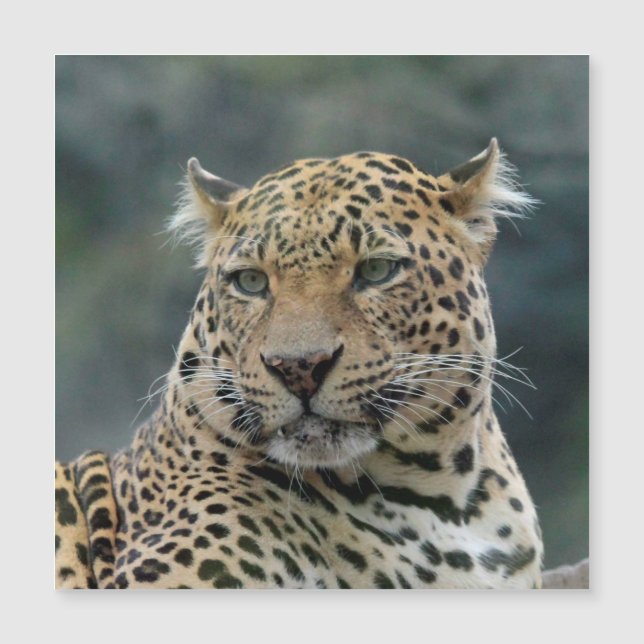 Leopard 006 (Front)