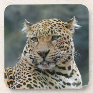 Leopard 006 coaster