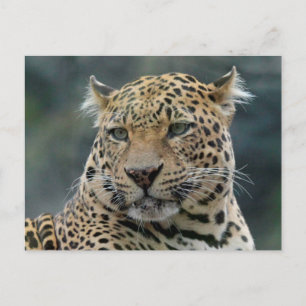 Leopard 006 postcard