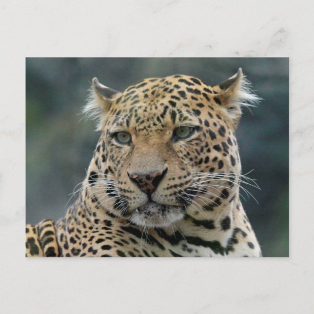Leopard 006 postcard (Front)