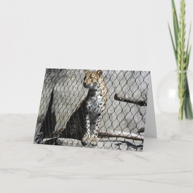 "Leopard #2" Get Well Card (Front)