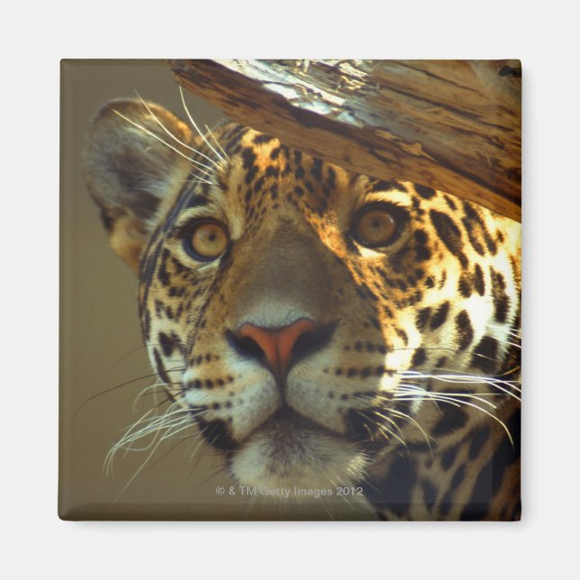 leopard 2 magnet (Front)