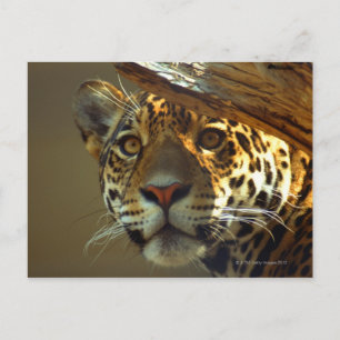 leopard 2 postcard