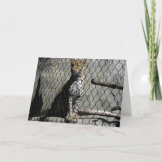 "Leopard #3" Get Well Card