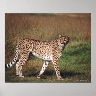 leopard 3 poster