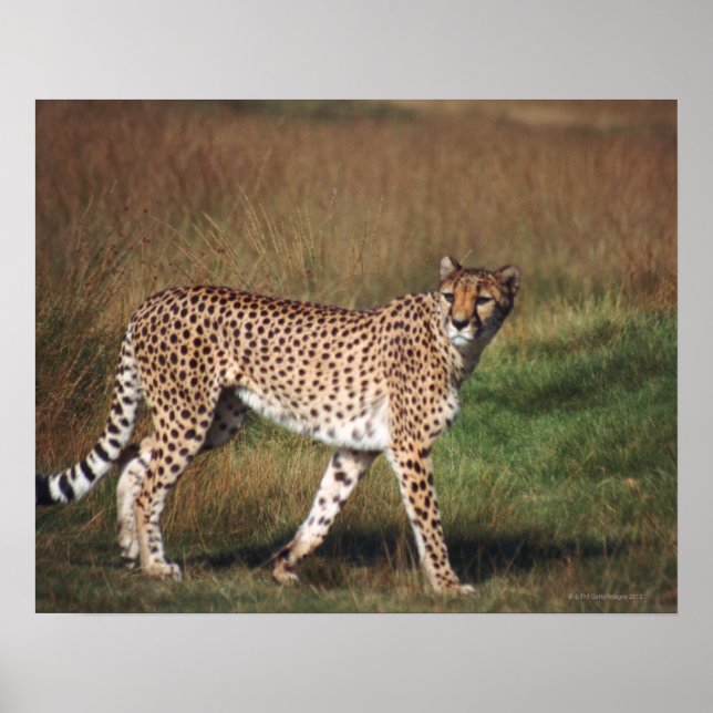 leopard 3 poster (Front)