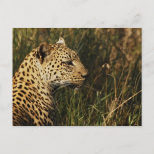 Leopard (alert & sitting up) wild animal postcards