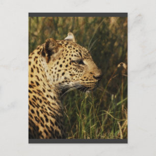Leopard (alert & sitting up) wild animal postcards