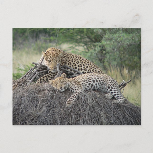 Leopard And Cub Resting On Dried Grass Postcard (Front)