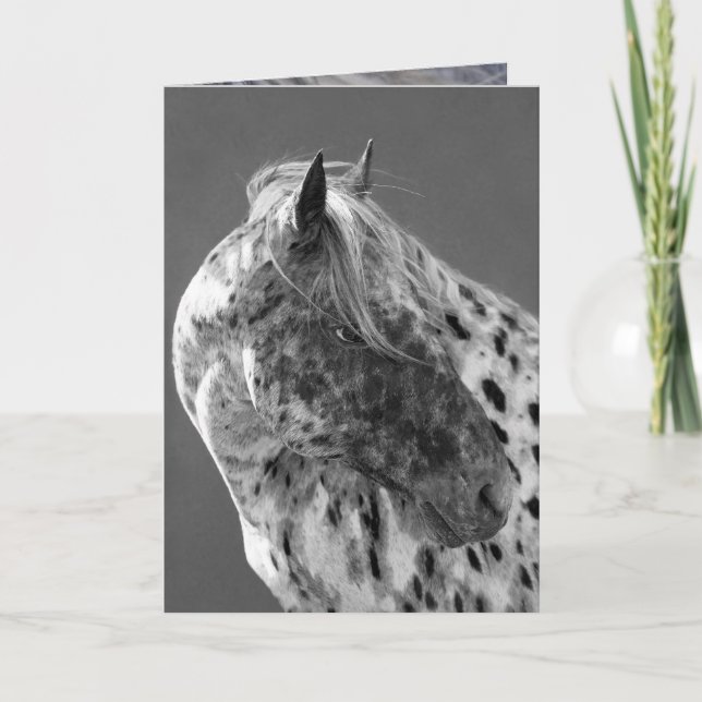Leopard Appaloosa Horse Greeting Card (Front)