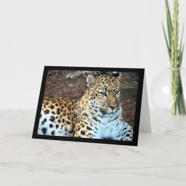 Leopard at Rest Card (Front)
