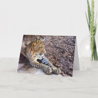 Leopard at rest