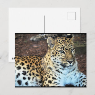 Leopard at Rest Postcard