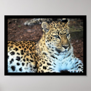 Leopard at Rest Poster