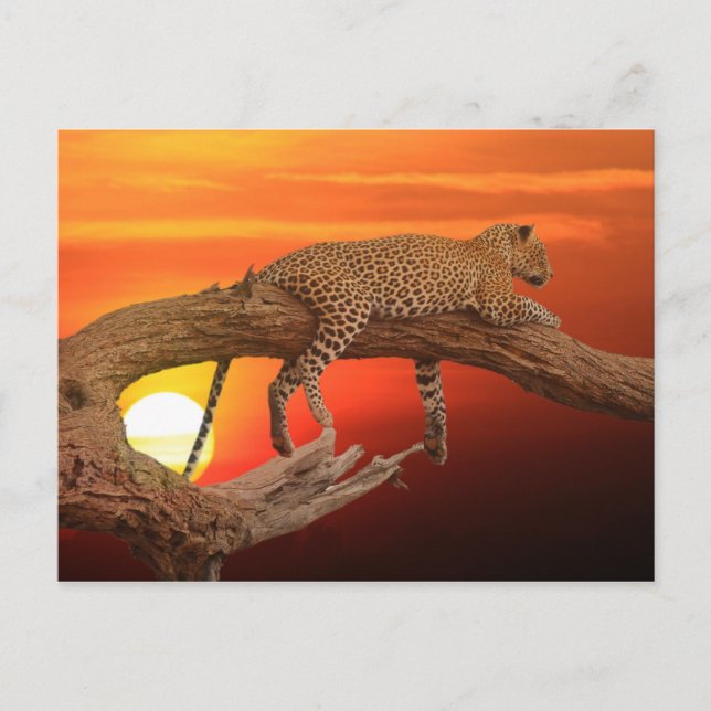 Leopard at sunset postcard (Front)