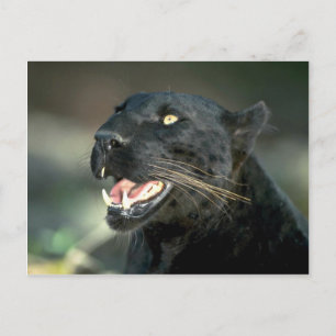 Leopard, black phase postcard