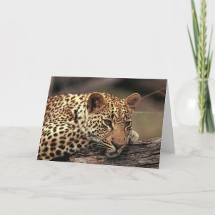 Leopard Card
