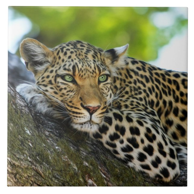 Leopard Ceramic Tile (Front)