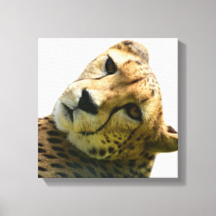 Leopard cheetah wild jungle animal photo canvas print