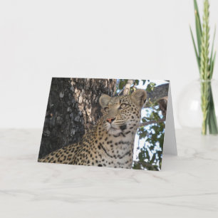 LEOPARD CLOSE-UP  CARD