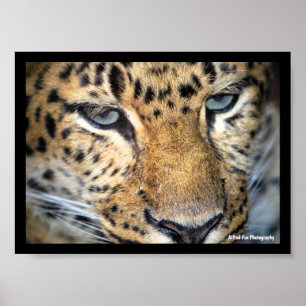 Leopard Close Up Poster