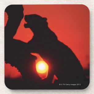 leopard coaster