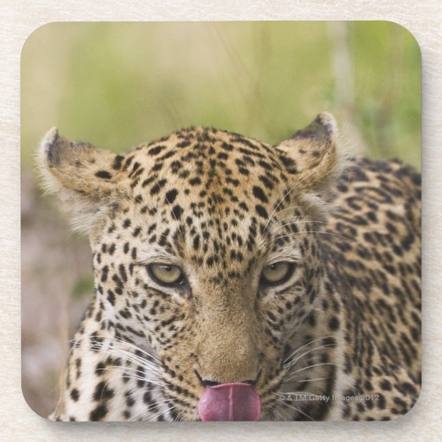 Leopard Coaster (Front)