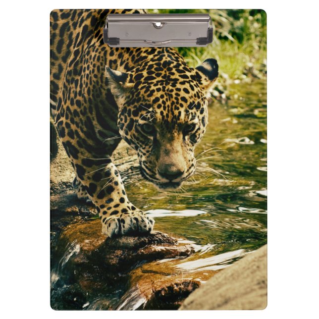 Leopard Crossing a Stream Photograph Clipboard (Front)