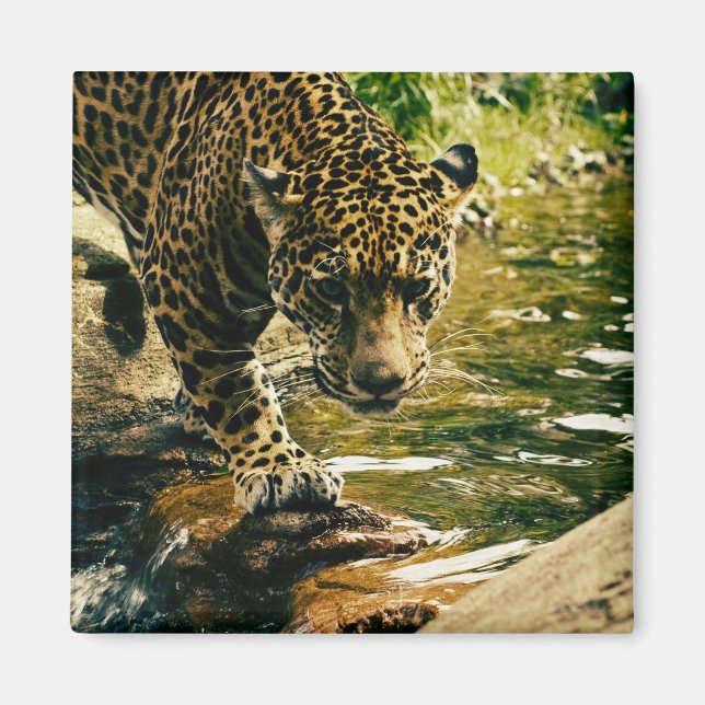 Leopard Crossing a Stream Photograph Magnet (Front)
