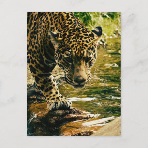 Leopard Crossing a Stream Postcard