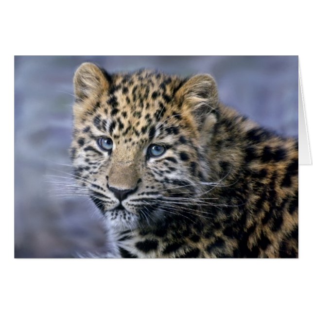 Leopard Cub Card (Front Horizontal)