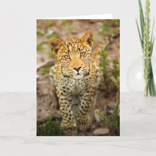 Leopard Cub Greeting Card