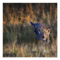 Leopard Cub Panthera Pardus