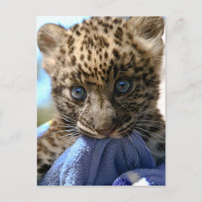 Leopard cub postcard (Front)