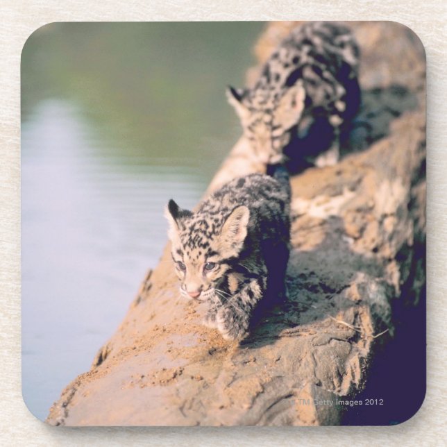 Leopard cubs on log coaster (Front)