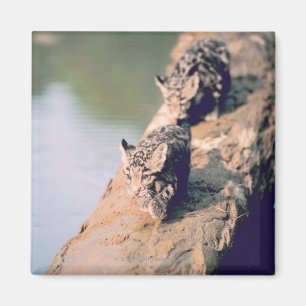 Leopard cubs on log magnet
