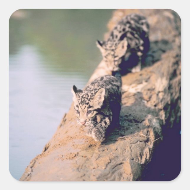 Leopard cubs on log square sticker (Front)