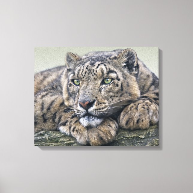 Leopard Dreaming Wrapped Canvas (Front)