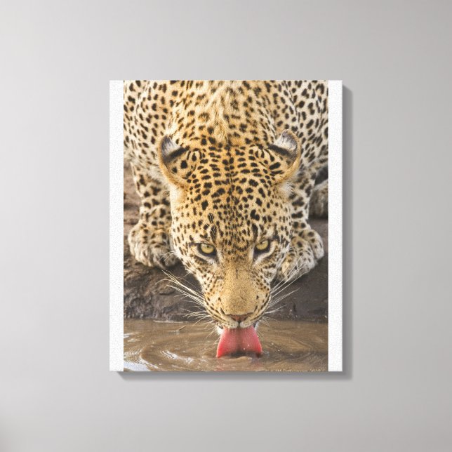 Leopard drinking, Greater Kruger National Park, Canvas Print (Front)