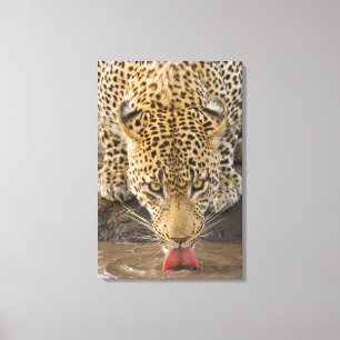 Leopard drinking, Greater Kruger National Park, Canvas Print
